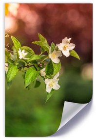 Gario Plagát Jasmínové kvety Farba rámu: Bez rámu, Veľkosť: 20 x 30 cm