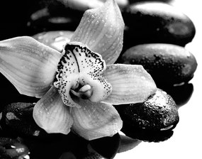 Samolepiaca fototapeta detail tropickej orchidey v čiernobielom prevedení