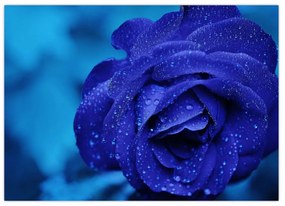 Obraz modrej ruže (70x50 cm)