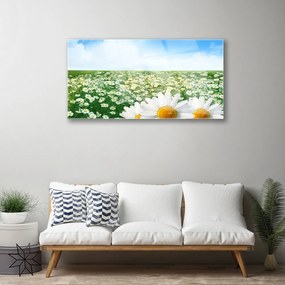 Skleneny obraz Sedmokrásky kvety lúka pole 140x70 cm