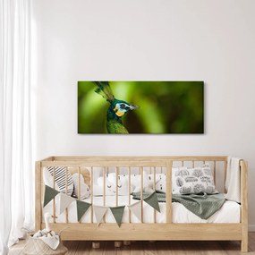 Obraz páva (120x50 cm)