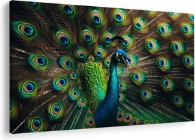 Obraz – Páv (90x60 cm)