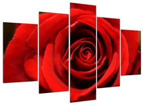 Detailný obraz kvetu ruže (150x105 cm)