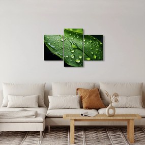 Obraz - List po daždi (90x60 cm)