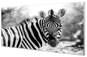 Nástenný panel  retro zebra 100x50 cm
