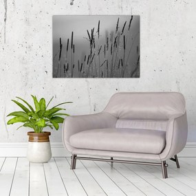 Sklenený obraz - Steblá trávy (70x50 cm)