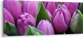 Obraz - kvety tulipánov (120x50 cm)