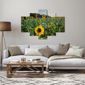 Obraz - Slnečnicové pole II. (150x105 cm)