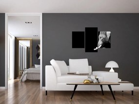 Obraz - Slon (90x60 cm)