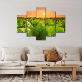 Obraz - Pole (150x105 cm)