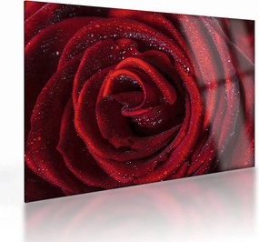 Sklenený obraz - Červená ruža s kvapkami rosy (70x50 cm)