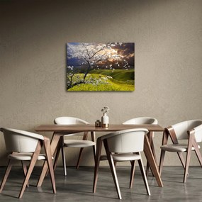Obraz - Rozkvitnutý strom v krajine (70x50 cm)