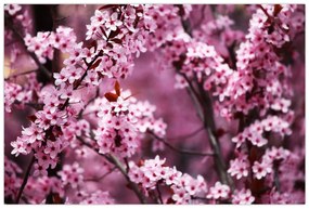 Obraz - Ružová sakura (90x60 cm)