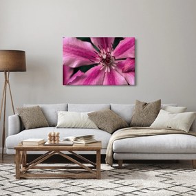 Obraz ružového kvetu plamienku (90x60 cm)