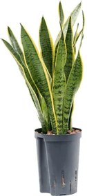 Sansevieria laurentii Tuft 15/19 v60