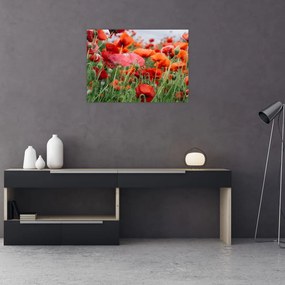 Obraz z poľa vlčích makov (70x50 cm)