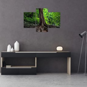 Obraz - Starý strom s koreňmi (90x60 cm)