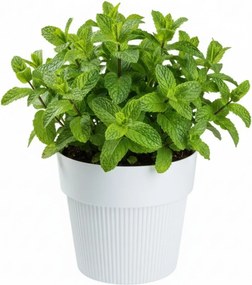 Květináč SILVA LINE 13,8x16 cm bílý