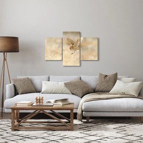 Obraz - Sova (90x60 cm)