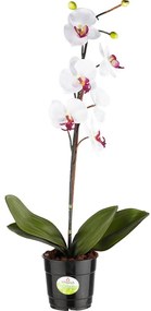 XXXLutz ORCHIDEA 60 cm - Kvety & kvetináče - 003091024102