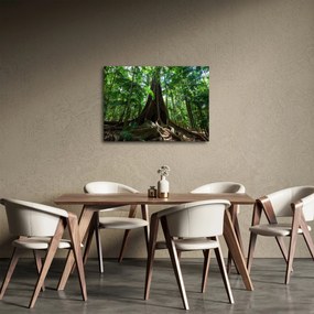 Obraz - Korene stromu (70x50 cm)