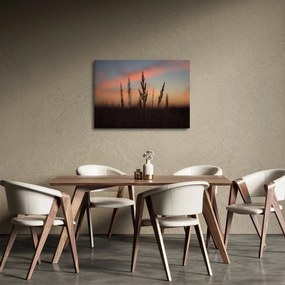 Obraz - Silueta rastliny (70x50 cm)