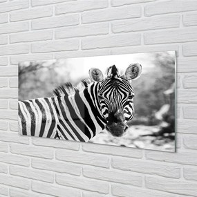 Sklenený obraz retro zebra 125x50 cm