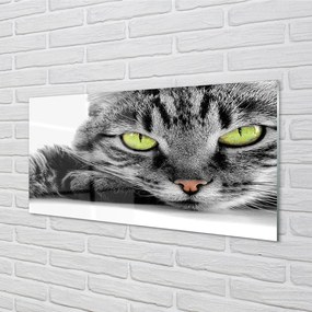 Obraz na akrylátovom skle Šedočierna mačka 100x50 cm