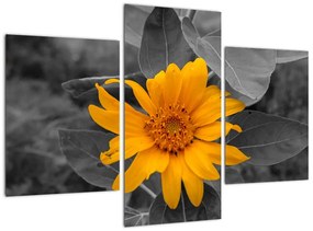 Obraz oranžového kvetu
