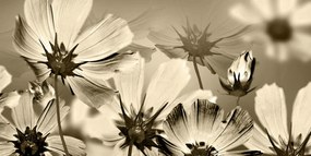 Obraz záhradné kvety v sépiovom prevedení Varianta: 100x50