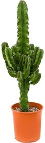 Euphorbia erytrea 19x80 cm