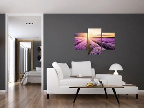 Obraz - Východ slnka v levanduľovom poli (90x60 cm)