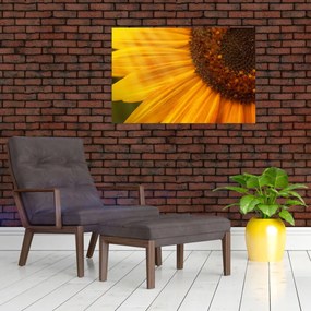 Obraz - Slnečnica (90x60 cm)