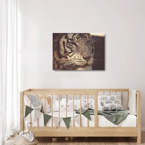 Sklenený obraz tigra (70x50 cm)