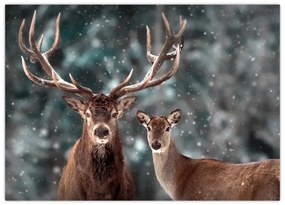 Obraz - Jeleň a laň v zasneženom lese (70x50 cm)