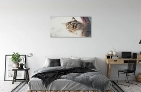 Sklenený obraz Mainská mývalia mačka 100x50 cm