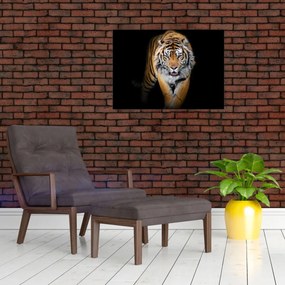 Sklenený obraz - Tiger (70x50 cm)