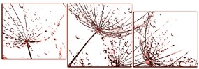 Obraz na plátne - Pampeliškové semienka s kvapkami vody - panoráma 5202KE (150x50 cm)