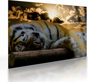 Sklenený obraz spiaceho tigra (70x50 cm)
