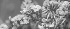 Obraz - Sušené kvety (120x50 cm)