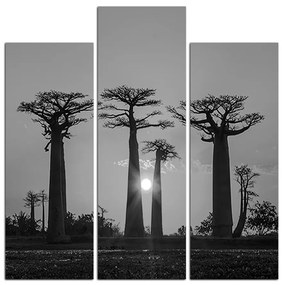 Obraz na plátne - Baobaby pri západe Slnka - štvorec. 305ČC (105x105 cm)