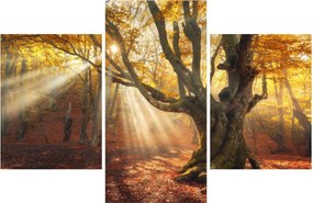 Obraz - Jesenný svit (90x60 cm)