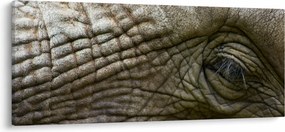Obraz - Detailné fotografie starého slonieho oka (120x50 cm)