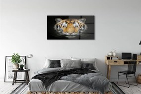 Obraz na akrylátovom skle Tiger 125x50 cm