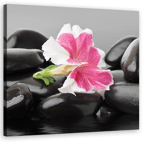 Obraz na plátně, Růžový květ na zenových kamenech - 30x30 cm