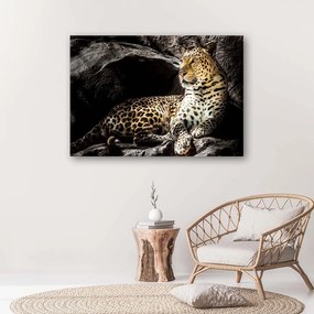 Gario Obraz na plátne Leopard na skalách Rozmery: 60 x 40 cm