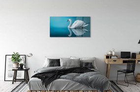 Sklenený obraz Swan vo vode 120x60 cm