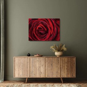 Sklenený obraz - Červená ruža s kvapkami rosy (70x50 cm)