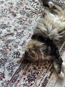 Obsession, Kusový koberec Isfahan 740 beige, 120x170, béžová, obývacia izba