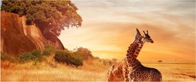 Obraz - Žirafy v Afrike (120x50 cm)